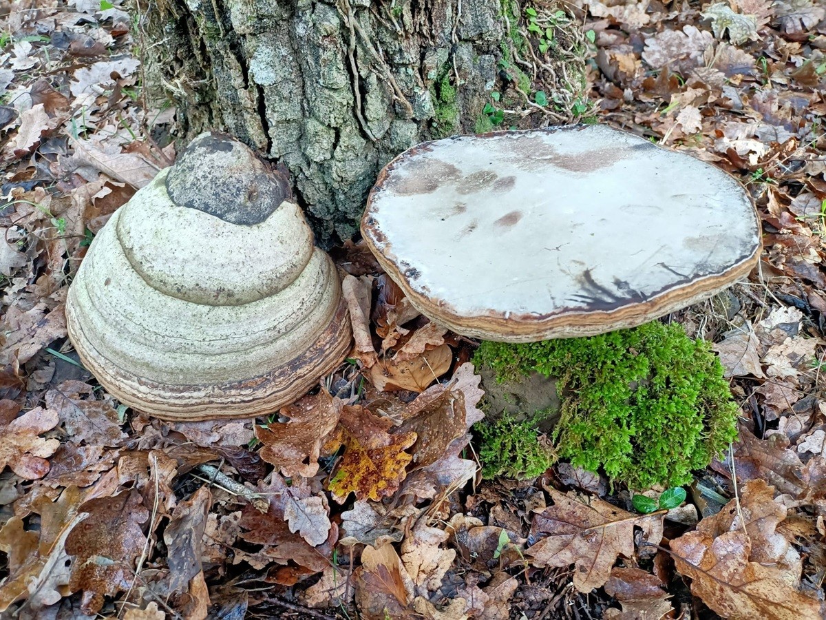 Fomes fomentarius, il fungo dell’esca o dell’acciarino