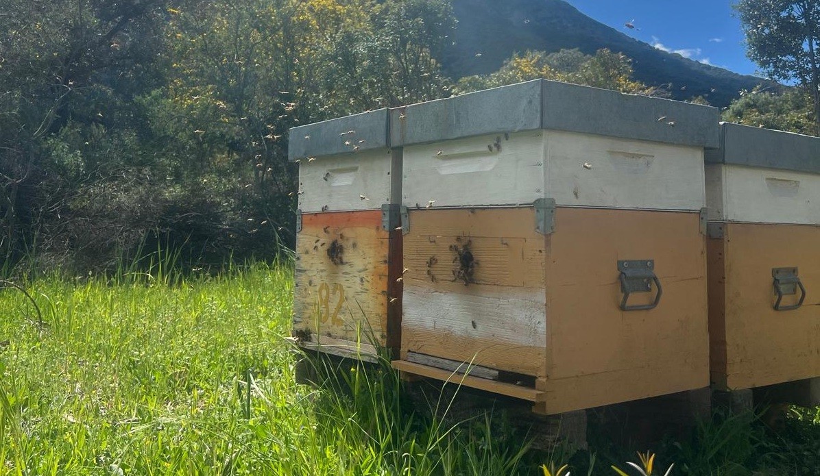 Il cambiamento climatico mette in ginocchio cooperative apistiche