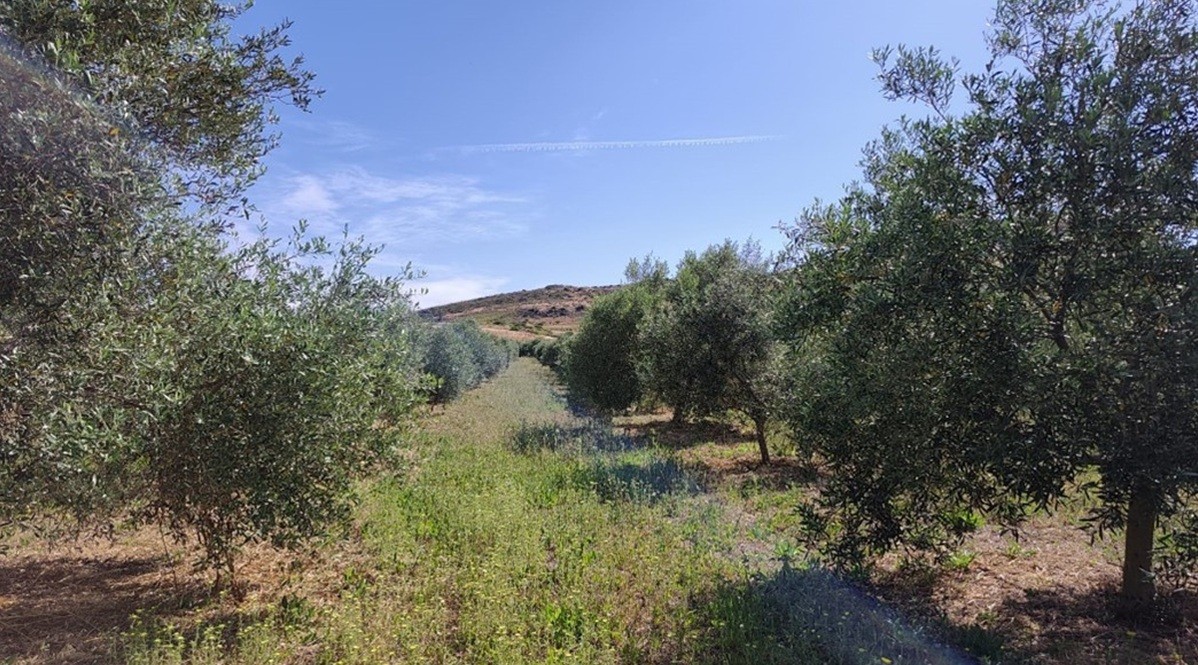 Olivicoltura nel Medio Campidano: la Semidana