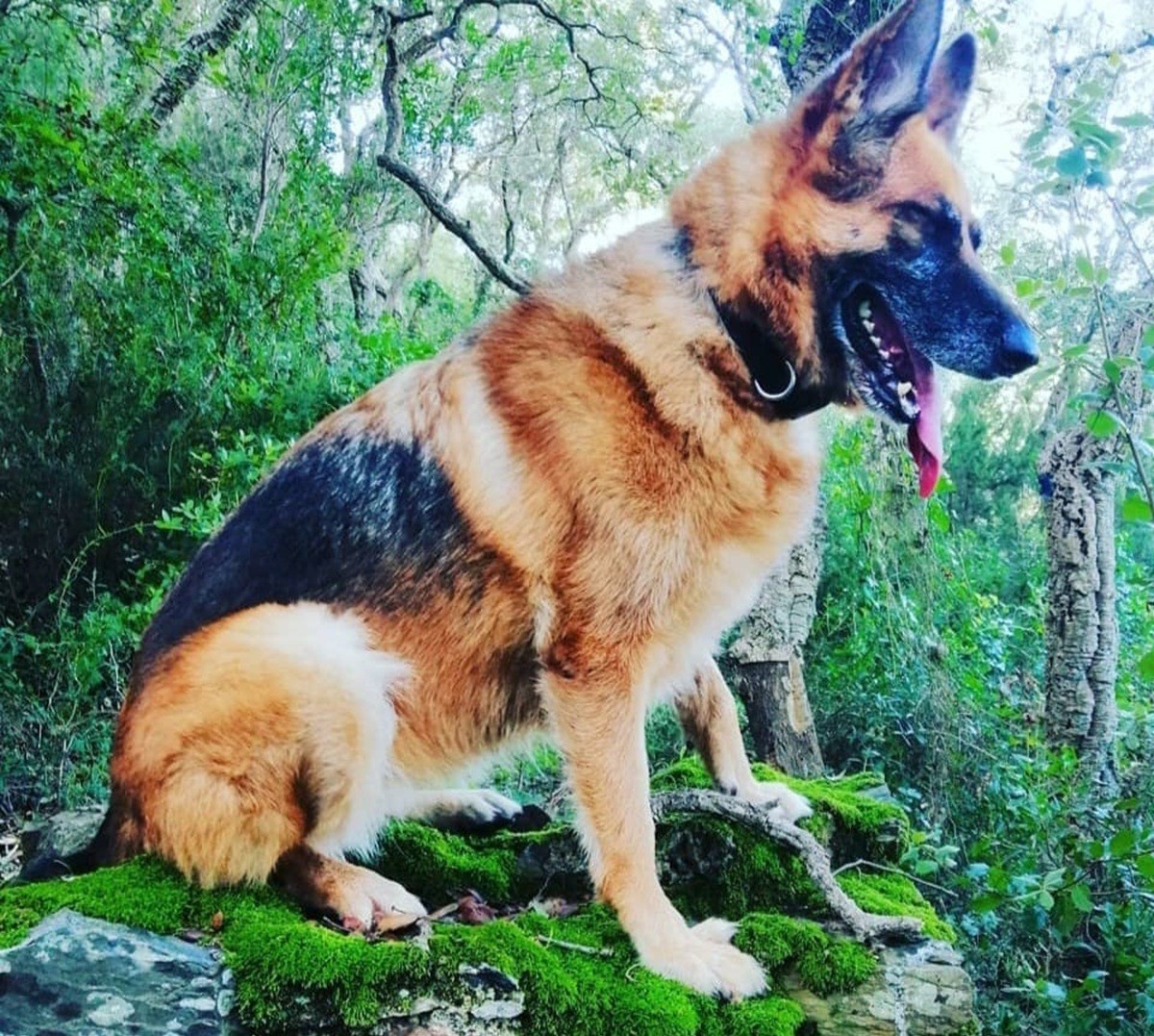 Guspini  La storia del cane di signorina Licia Pusceddu