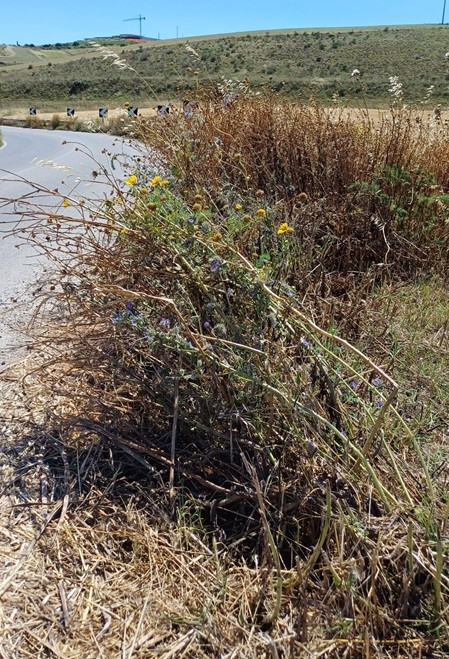 Le erbe che invadono la carreggiata stradale