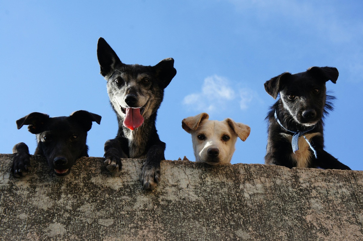 Villacidro: nuovo appuntamento microchippatura canina
