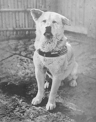Hachikō - fonte Wikipedia