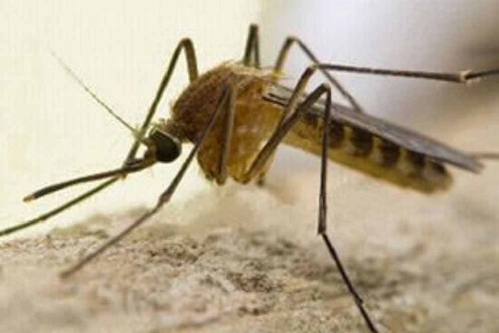 West Nile Virus: confermato un caso a San Gavino Monreale