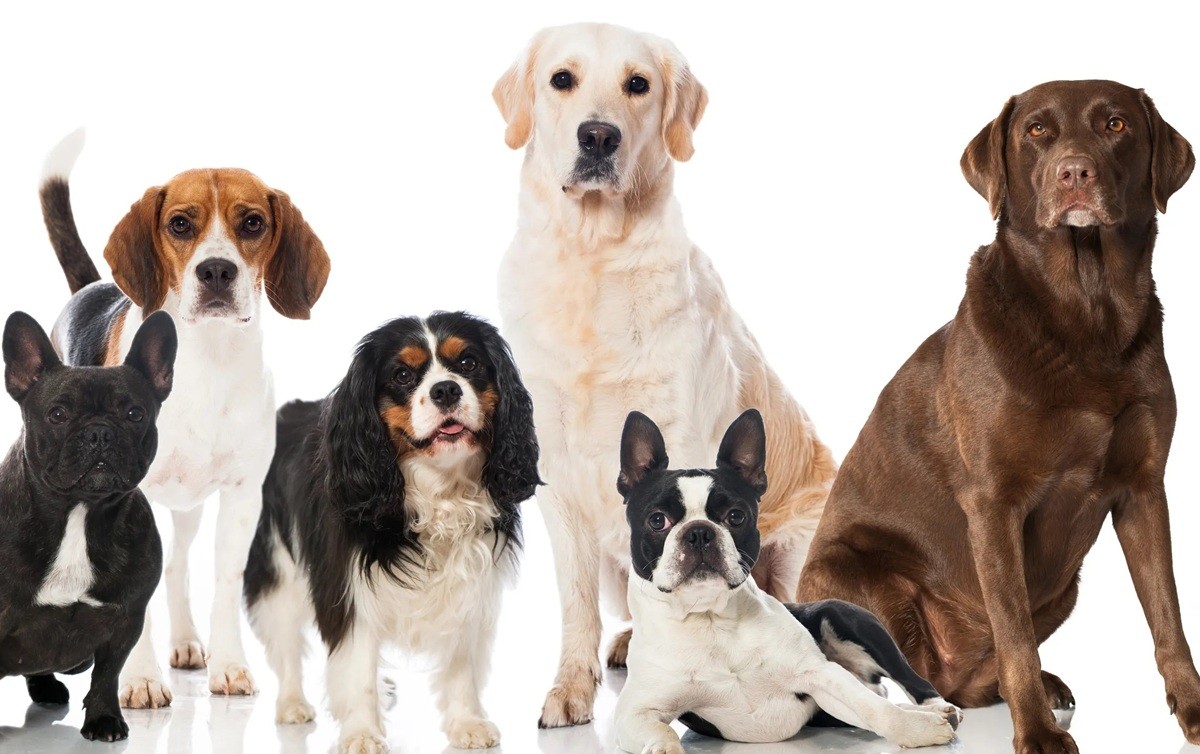 Pabillonis: giornata di microchippatura canina