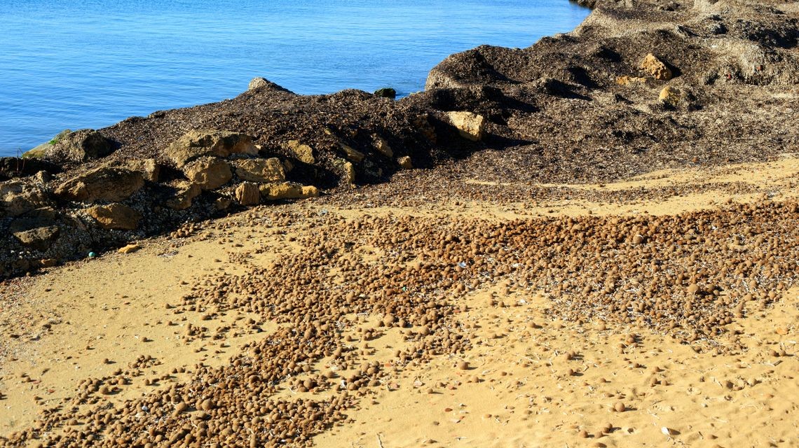 Posidonia a La Maddalena, la Regione scrive al Ministero