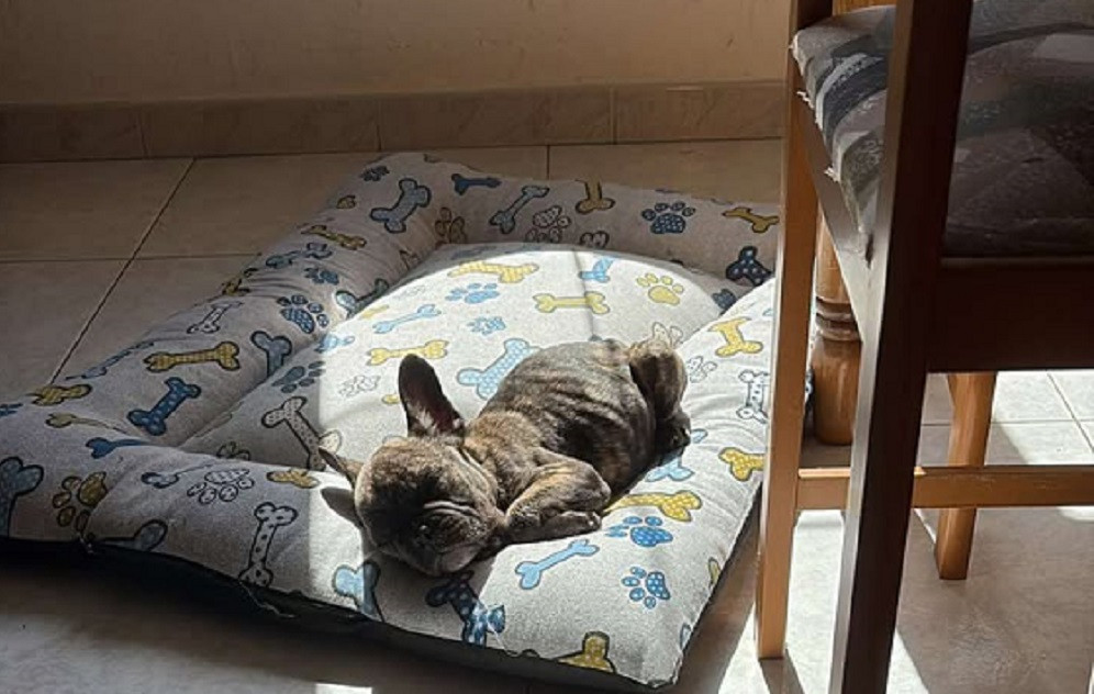 Gonnosfanadiga: Raccolta fondi per salvare Rocky, un cucciolo di quattro mesi