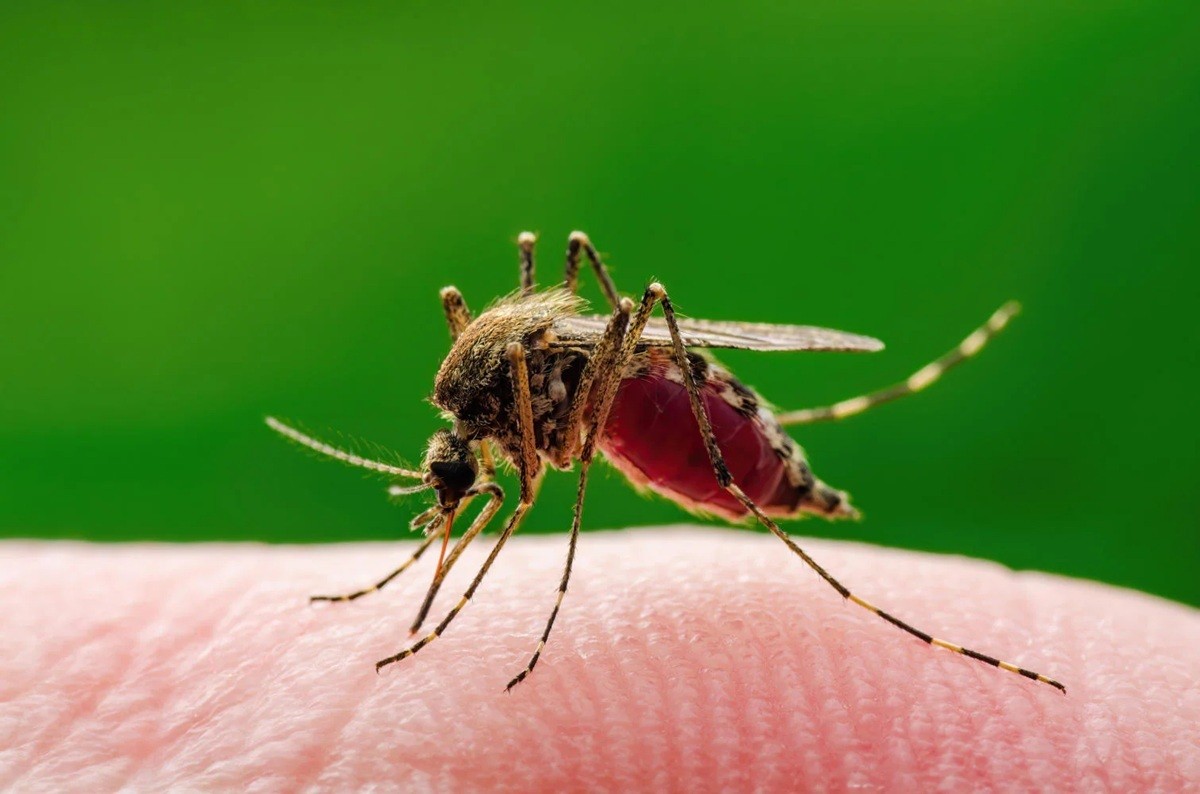 Oristano: salgono a 27 i casi di  West Nile nel 2026